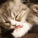 離婚の無料相談ならラプラージュへ。兵庫・神戸・明石・芦屋・西宮・尼崎・大阪ほか全国対応。夫(妻)の不倫,浮気・暴力,ＤＶ・借金・モラハラ等の離婚原因、子供の親権・養育費、別居・法律,手続き,条件,方法,費用・弁護士,行政書士に離婚協議書や公正証書の作成・慰謝料,財産分与,年金分割等の記載などの依頼