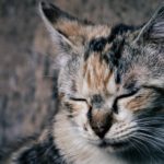 離婚の無料相談ならラプラージュへ。兵庫・神戸・明石・芦屋・西宮・尼崎・大阪ほか全国対応。夫(妻)の不倫,浮気・暴力,ＤＶ・借金・モラハラ等の離婚原因、子供の親権・養育費、別居・法律,手続き,条件,方法,費用・弁護士,行政書士に離婚協議書や公正証書の作成・慰謝料,財産分与,年金分割等の記載などの依頼